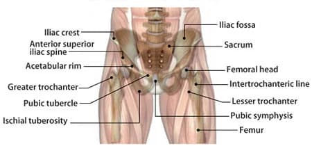 Hip injuries treatment doctor specialist NYC — Dr. Febin Melepura