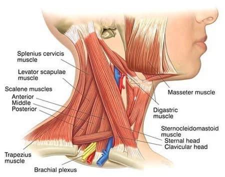 Muscle spasms neck treatment doctor specialist NYC — Dr. Febin Melepura